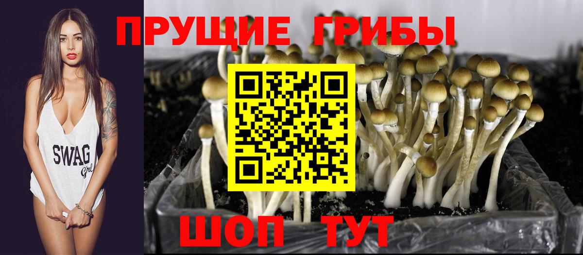 Оренбург  Галлюциногенные грибы Psilocybe  Псилоцибиновые грибы ЛСД  Вход с VPN 